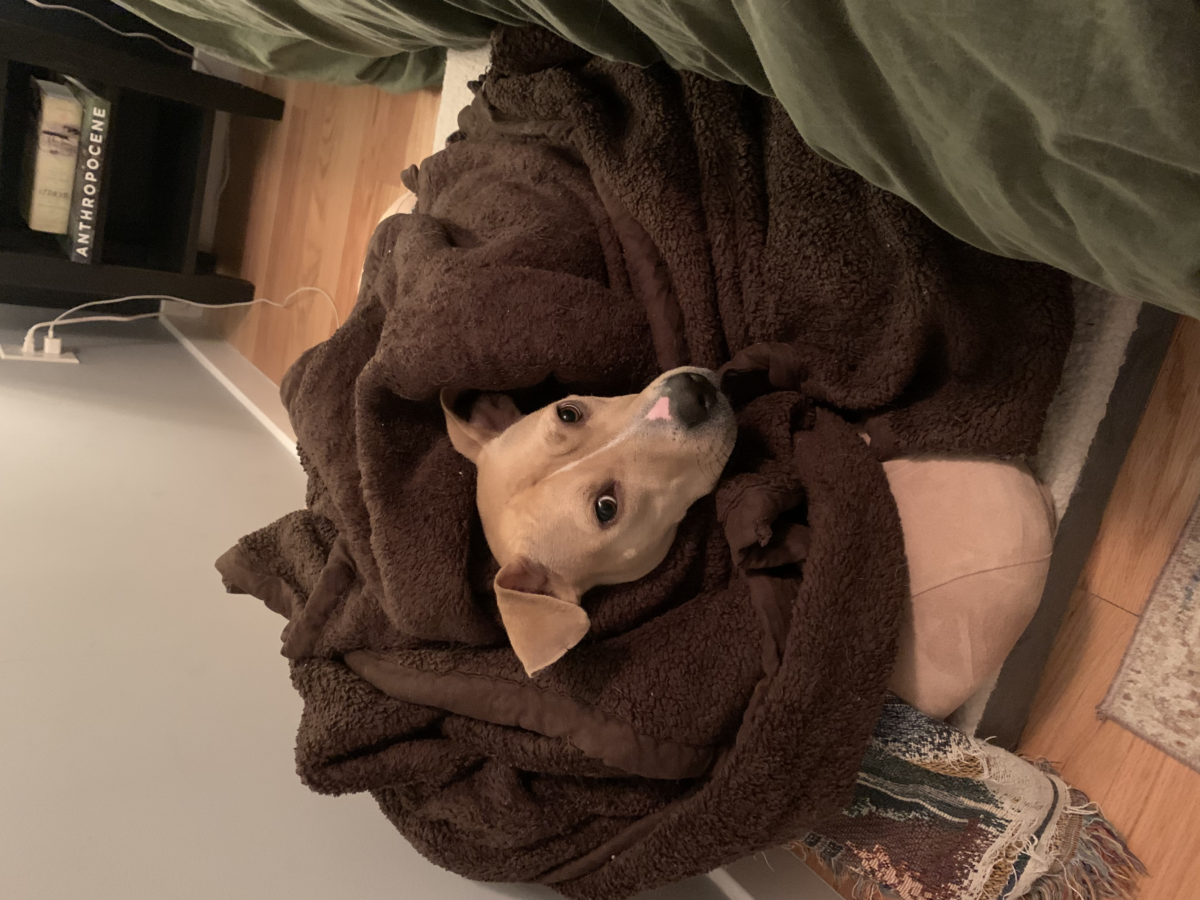 A tan and white pit bull wrapped up in a brown blanket